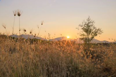 Close-up of plants on field against sky during sunset