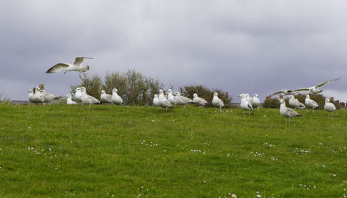 Flock of birds on grassy field against sky