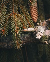 Close-up of pine tree in forest