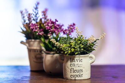 Close-up of potted plant on table