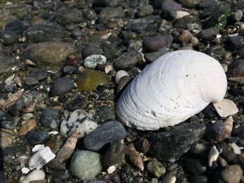 High angle view of crab on pebbles