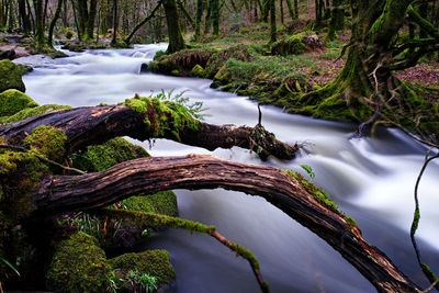 Scenic view of lake in forest