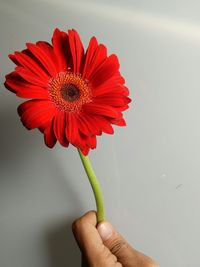 Close-up of hand holding red flower