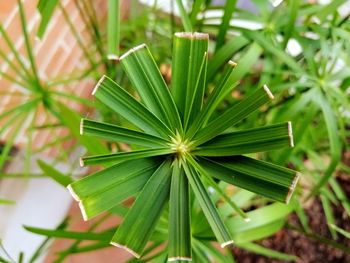 High angle view of plant papyrus. 