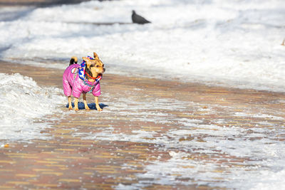 A decorative dog in a snowsuit on a paved sidewalk on a winter sunny day.