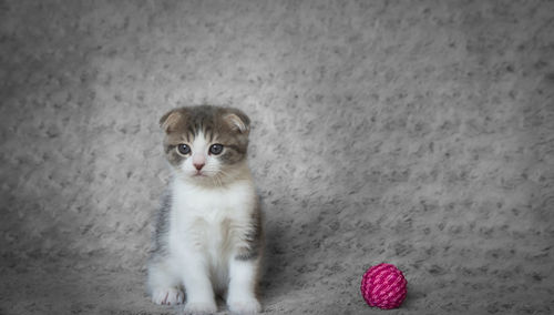 Portrait of kitten sitting against wall