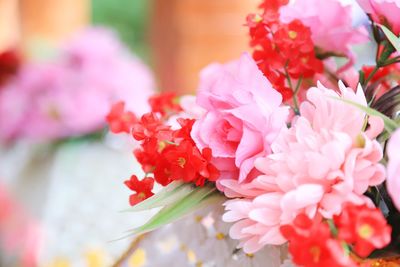 Close-up of pink flowering plant