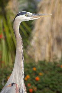 Close-up of a bird