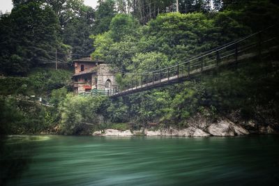 Bridge over river amidst trees in forest