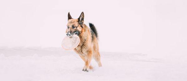 Close-up of dog standing against white background