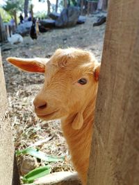 Close-up of goat