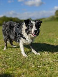 Dog running in field