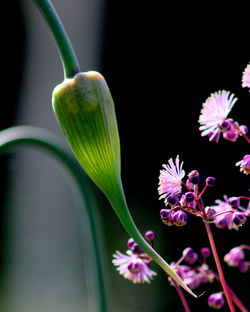 Close-up of pink flowers