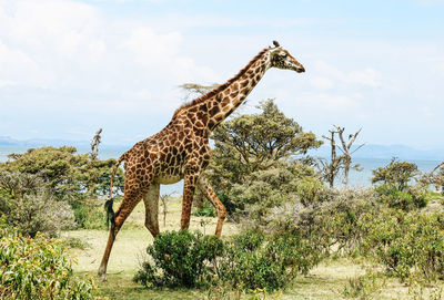 Side view of giraffe on land against sky
