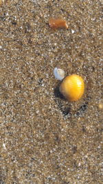 Close-up of snail