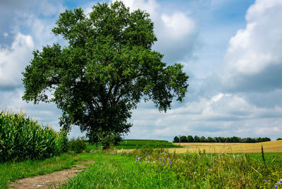 Scenic view of agricultural field against sky