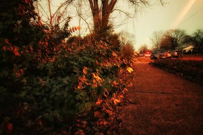 Road passing through forest during sunset