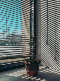 Potted plant on window sill of building