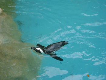 High angle view of duck swimming in lake