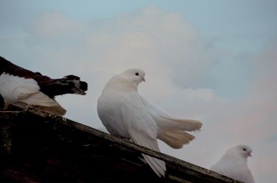 Low angle view of seagull perching against sky