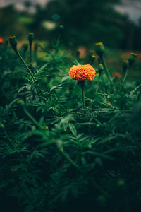Close-up of flowering plants on land