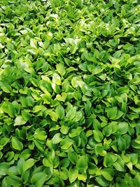 Full frame shot of fresh green leaves