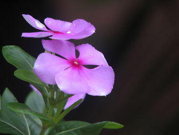 Close-up of iris blooming outdoors