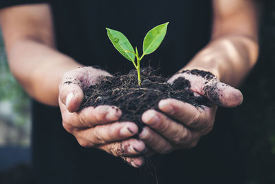 Close-up of hand holding plant