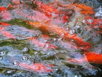 High angle view of koi carps swimming in lake