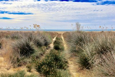 Scenic view of beach against sky