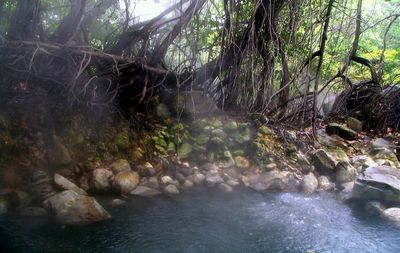 Scenic view of forest