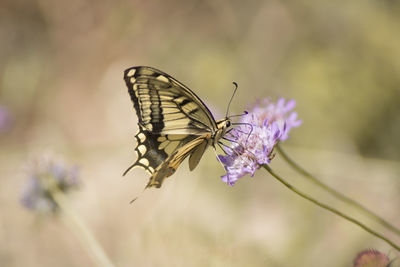 Close-up of butterfly pollinating on purple flower