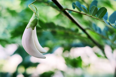 Close-up of white flowering plant