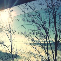 Bare trees against sky during winter