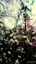 Low angle view of flower tree against sky