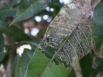 Close-up of fresh green leaves