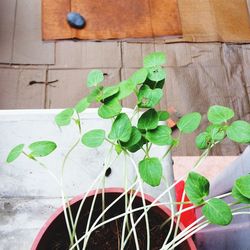 High angle view of potted plant leaves on table