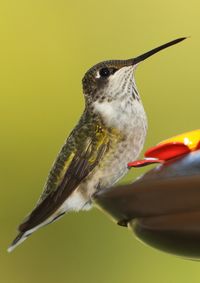 Close-up of bird perching on feeder