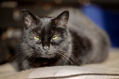 Close-up portrait of cat