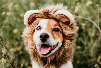 Cute jack russell dog wearing a lion costume on head. happy dog in nature in yellow flowers meadow