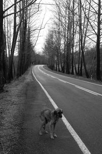Dog on road amidst bare trees