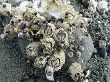 Close-up of rocks