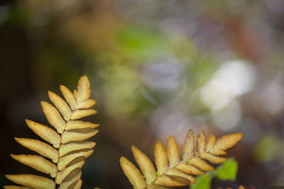 Close-up of flowers against blurred background