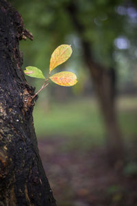 Close-up of leaves on tree trunk