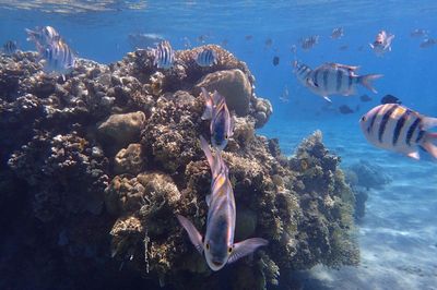 Close-up of fish swimming in sea