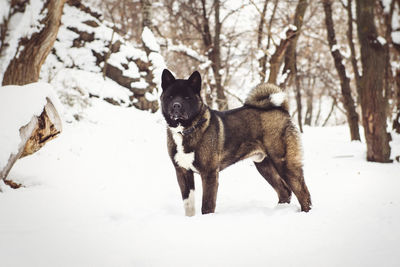 Dog on snow covered land