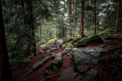 Pine trees in forest