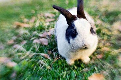 Close-up of rabbit on grassy field