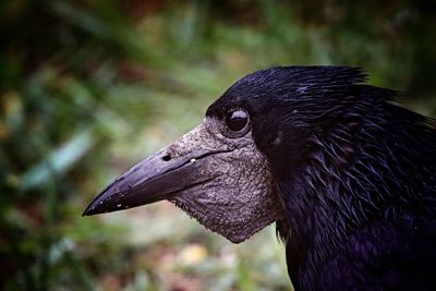 Close-up of a bird