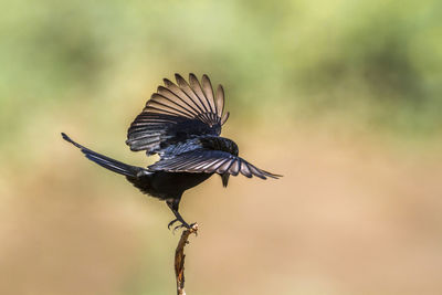 Close-up of a bird flying